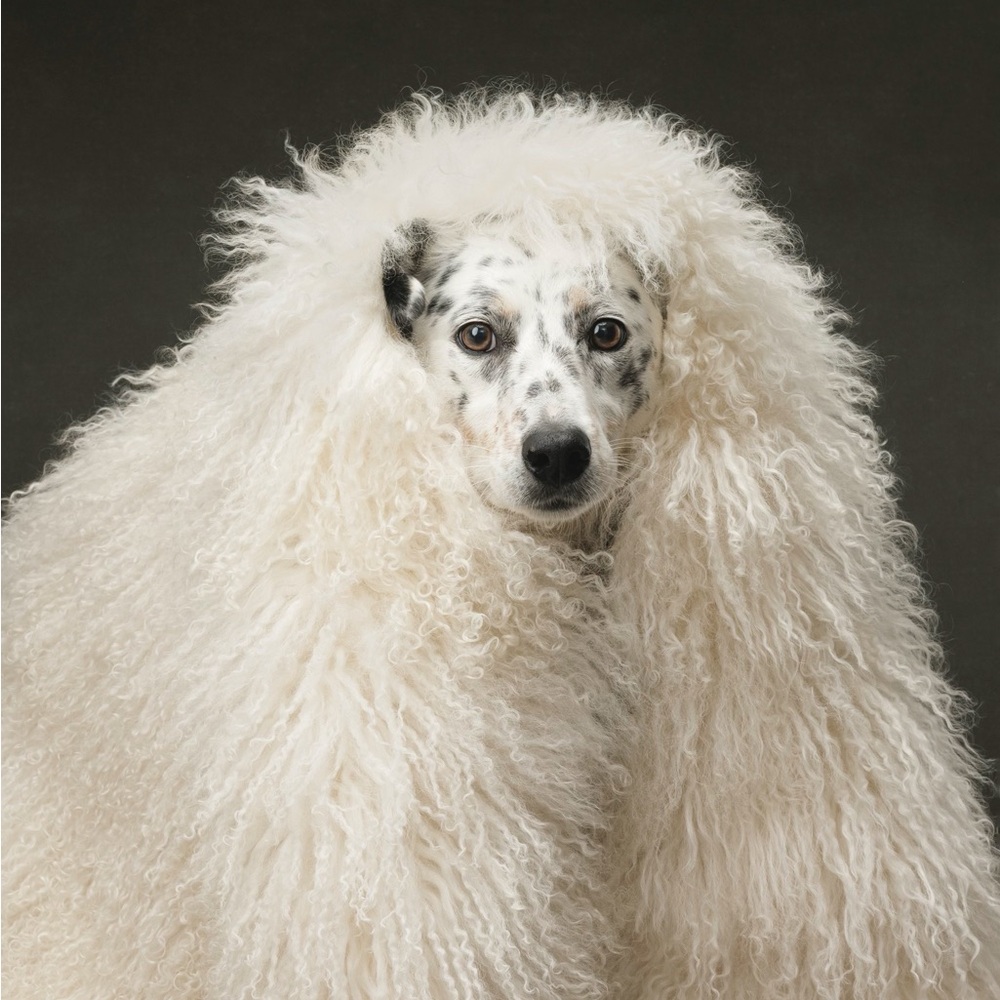 Meet your Posher, Maia